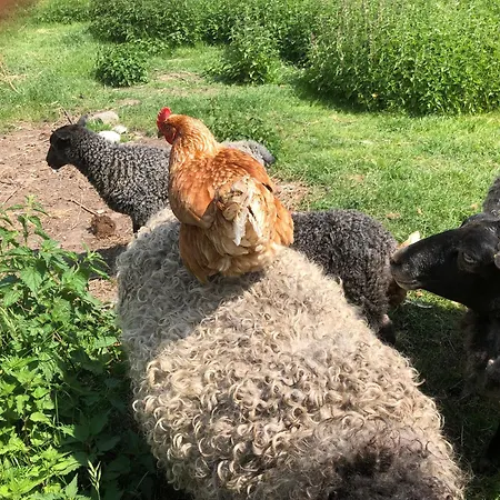 Gard Apartamento Borre